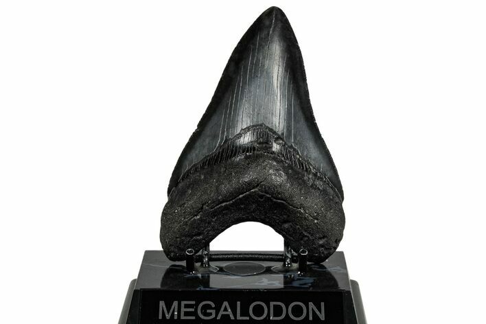 Serrated, Fossil Megalodon Tooth - South Carolina #301803